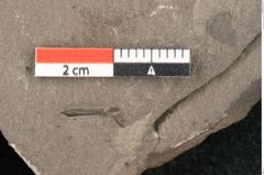 Foto (Detailansicht) von Plantae indet.  (NHMW-GEO-2024-0188-11442)